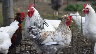 Dans la région. Plus de 1 500 tonnes d'animaux d'élevage morts à...